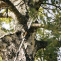 Насадка-пила QuikFit FISKARS (1000692)