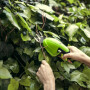 Аккумуляторные садовые ножницы-кусторез Greenworks G7,2HS 7,2В
