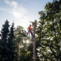 Бензопила Husqvarna 545 Mark II