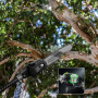 Высоторез аккумуляторный Greenworks PS102T 82В