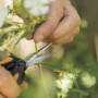 Ножницы для цветов SP13 FISKARS